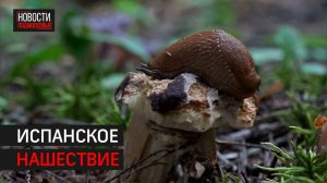 Способ борьбы с опасными слизнями придумали в Одинцове // 360 Одинцово