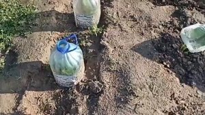 Капуста в шапочках☝Делюсь своим опытом.