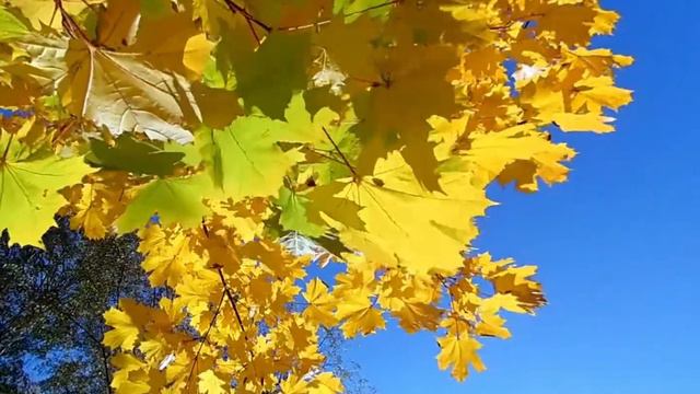 День учителя. Зубцов. смотреть онлайн