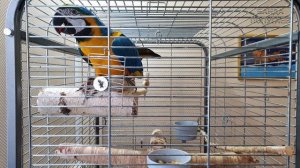 Наш ара Макао истинный попугай