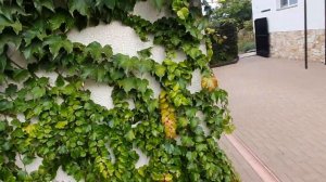 Девичий виноград  , Вичи , Сентябрь месяц. Boston ivy, september.  Parthenocíssus tricuspidáta.