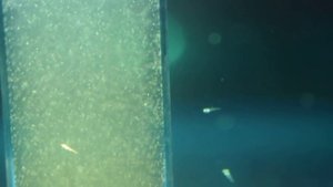 Мальки Данио. Кормление инфузорией.