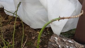 Стоит ли ПЕРЕСАЖИВАТЬ РОЗЫ осенью: РЕЗУЛЬТАТ  зимовки.