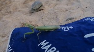 Незваный гость.