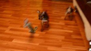 той терьер гладкошерстный рыжий с чернью