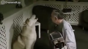 Собака поёт под гармошку
