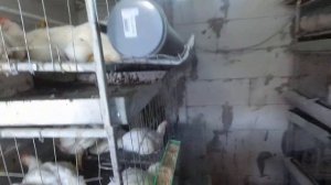 Бройлер на ДАЧЕ: Поилки, Состав ДРОБЛЕНКИ на ОТКОРМЕ, Клетки, Условия содержания. Пересаживаю птицу