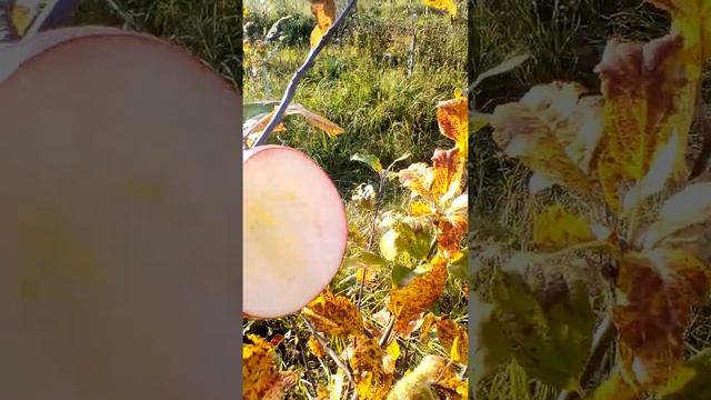 Дегустация яблока сорта Уэлси. смотреть онлайн
