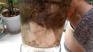 Мильтония Сансет , какие изменения.