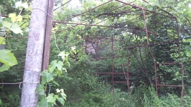 Виноград на беседке - лучшая формировка. Везде и всегда урожай! смотреть онлайн