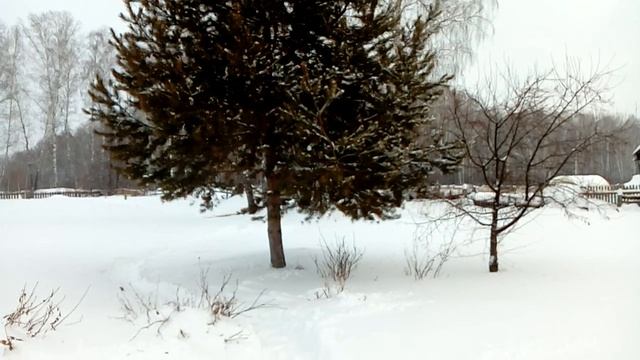 А ТЫ ЗНАЕШЬ ДЛЯ ЧЕГО САДЯТ СОСНУ ВОЗЛЕ ДОМА смотреть онлайн