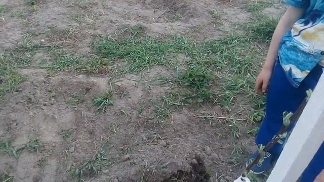Делаю грядки.Посадили деревья смотреть онлайн