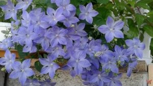 Кампанула (Campanula)