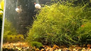 Креветки чери и кошка Мася. Жизнь в аквариуме