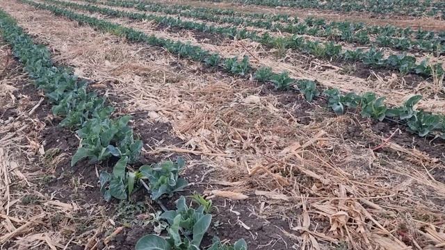 Цветная капуста Абени F1, в осеннем обороте. смотреть онлайн