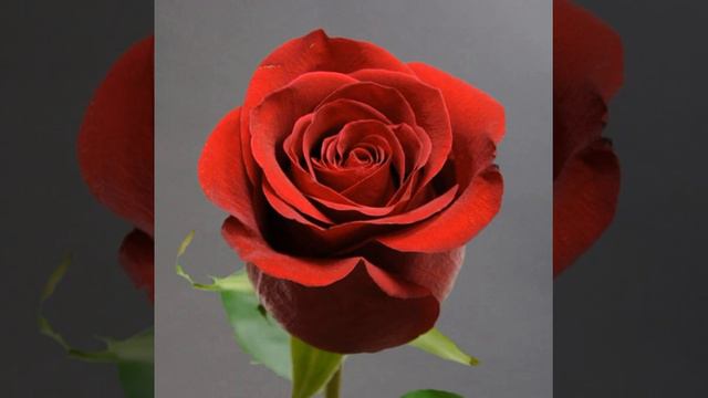 " Rozes visskaistākās." -- Vārdi: Fricis Bārda. - Mūzika: Vilnis Punka. смотреть онлайн