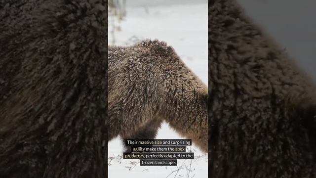 Grizzly Bear 🐻❄️ The Deadliest Beast Of The Arctic #grizzlies #bear #animals