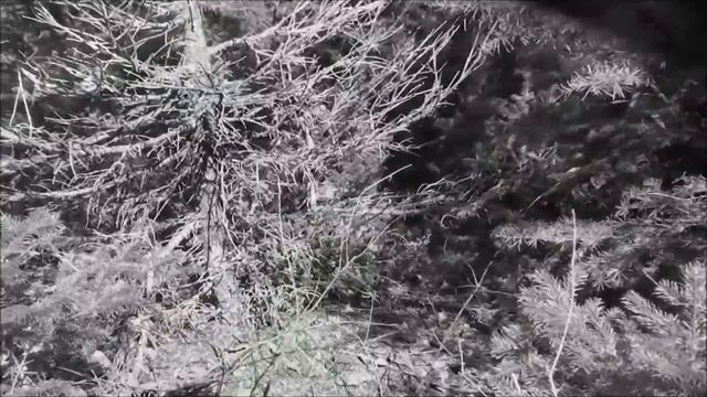 Сахалин Осень Грибы смотреть онлайн