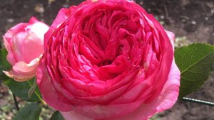Роза Цикламен Пьер Де Ронсар- Cyclamen Pierre