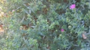 Свои семена моркови созрели/ Обход/ Выдернули редьку и дайкон