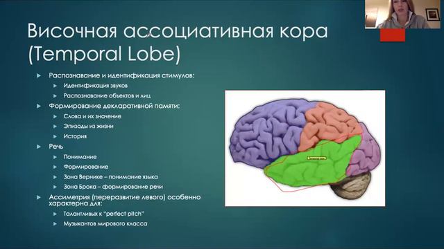 Что такое неокортекс? смотреть онлайн