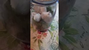 Чеснок моченый ,без уксуса.