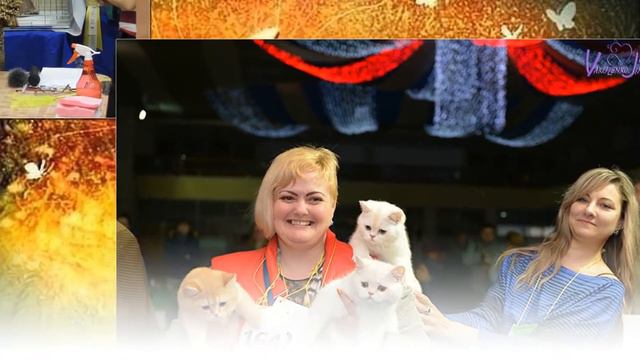 День рождения группы "Их Величество Кошки" смотреть онлайн