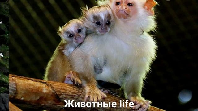 СЕРЕБРИСТАЯ ИГРУНКА?/Животные life/Приматы/Животные/Интересные факты