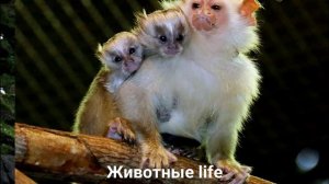СЕРЕБРИСТАЯ ИГРУНКА?/Животные life/Приматы/Животные/Интересные факты