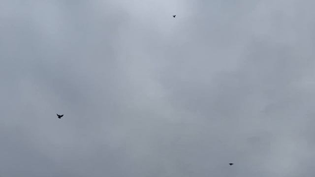 Что бывает когда спаровать родственников голубей (мать с сыном...)