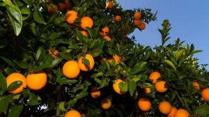 Картинка природа. Сад, пейзаж, апельсиновые деревья. Obraz natury. Ogród, krajobraz