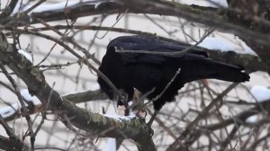 Грач - тертый калач: мудрая птица осталась зимовать на природной территории Москвы