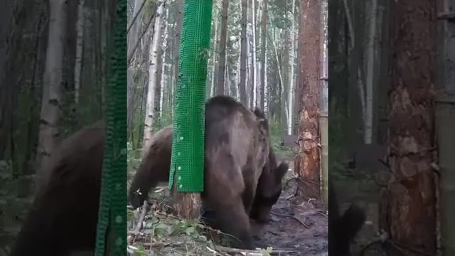 ⚡⚡⚡«Тверк» медведя попал на фотоловушку в камчатском лесу»