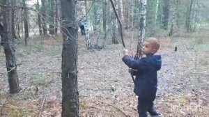 НАЧАЛИСЬ ГРИБЫ В УЛЬЯНОВСКОЙ ОБЛАСТИ? ЛЕСНАЯ ПРОГУЛКА