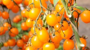 ТОМАТ ЧЕРРИ медовый вкус, супер урожай