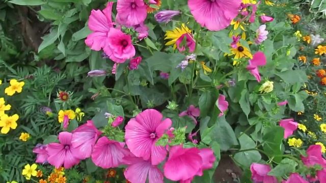 Лаватера садовая роза выращивание Lavater Flowers смотреть онлайн