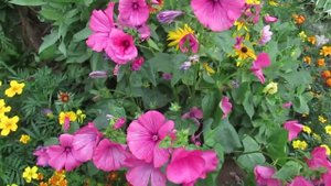 Лаватера садовая роза выращивание Lavater Flowers