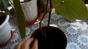 Киви из семян. Как растёт и какие мои ошибки.