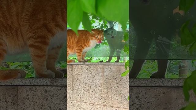 коты в Ялте