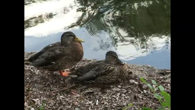 УТКИ и ГУСИ в МИФОЛОГИИ смотреть онлайн