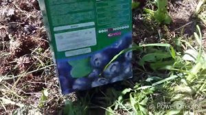 Голубика. Спустя год после посадки. Подкормка
