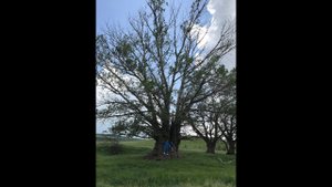 СТАВРОПОЛЬСКИЙ БАОБАБ_ ГИГАНТСКАЯ ОСИНА