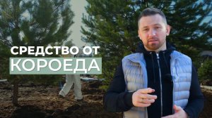 Средство от короеда. Препарат "Клипер" #обработкаоткороеда