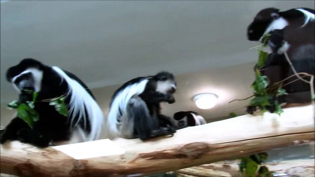 Восточные колобусы аппетитно жуют зеленые веточки. 23.02.21 г. смотреть онлайн