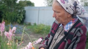 Выбор места для малины. Где лучше посадить малину.