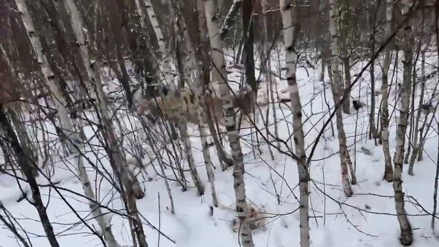 Охота на кабана с Западно-Сибирской лайкой
