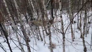 Охота на кабана с Западно-Сибирской лайкой