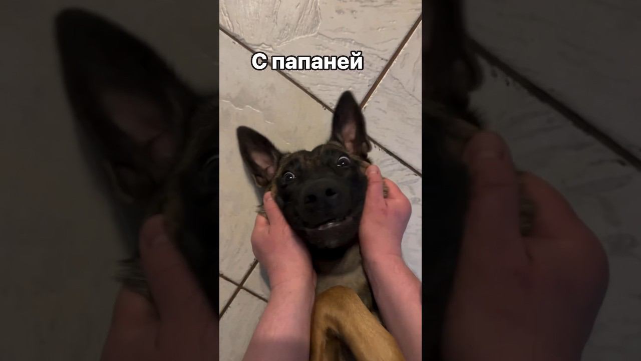 Самая милая собака #малинуа #собака #бельгийскаяовчарка #животные
