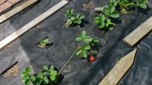 Вторая волна плодоношения ремонтантных сортов клубники.