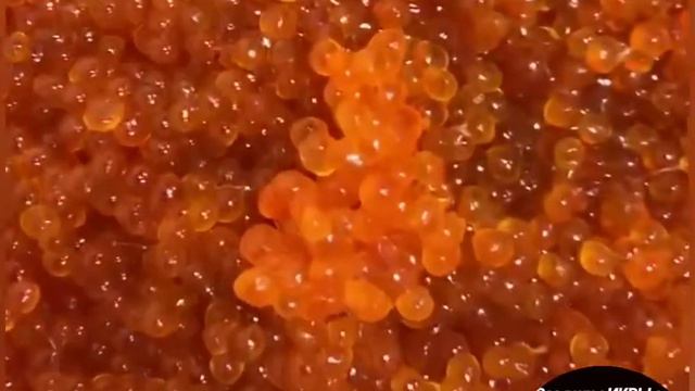 Икра🔥Красная🔥в Томске!🏯Северске🏭! Икринка👌к Икринке! Малосол😋! Охлаждёнка🌬️! ikra70.ru. 89528871534